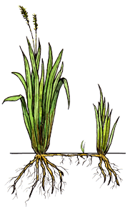 HERBLORE